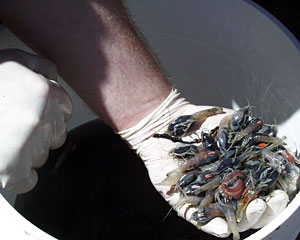 Biologist Tim Shank palms shrimp and two red bristle worms. “What’s interesting about the shrimp is that many of the females are carrying eggs,” said Tim. “We don’t usually see that in swarming shrimp species.”  