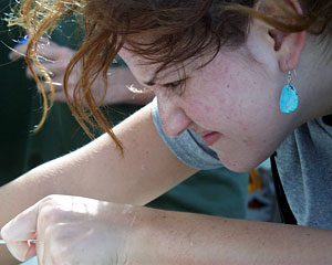Graduate student Zoe McKiness concentrates on plucking every organism off the rocks brought from the seafloor.  