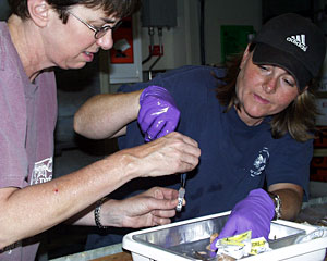 Biologists Colleen Cavanaugh (left) and Shana Goffredi dissect an anemone in the main lab.  