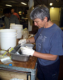 Microbiologist Anna-Louise Reysenbach helps to sort shrimp and other organisms from the slurp sampler. 