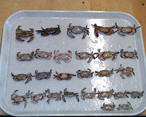 Biologists sorted crabs into size classes yesterday. The crabs were collected in a trap left on the seafloor for several days at 25°S.  