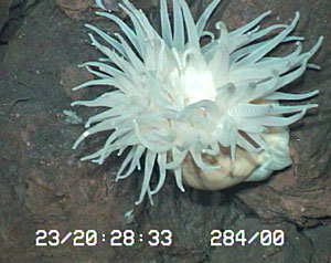 White anemone on the side of a hydrothermal chimney photographed from ROV Jason at 3281 meters depth. These carnivorous anemones are very abundant at the Edmund field and have been seen capturing and eating the swarming shrimp. 