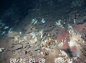 Multicolored sediments and rubble in the Edmond vent field at a depth of about 3280 meters. The red-brown, white and mustard colors result from the combination of bacterial mats and alteration of hydrothermal minerals. 