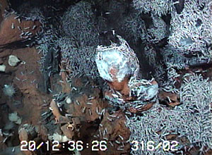 A two-tone hydrothermal chimney. The black top portion has a spongy texture and the fluids ooze out along its surfaces. The white portion is bacteria that covers the chimney structure. Shrimp congregate in areas where hydrothermal fluids seep out of the seafloor.  