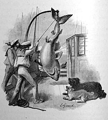 This illustration comes from the report of the HMS Challenger Expedition (1872 to 1876), the first cruise organized specifically to gather oceanographic data. For many years, sailors feared sharks. Even though we now recognize that sharks are important members of the oceanic food chain, in some places of the world they are over-fished.  