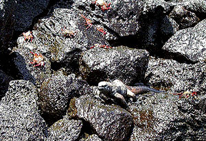A marine iguana sun-bathes, while the red sally-light foot crabs scamper over the rocks.  