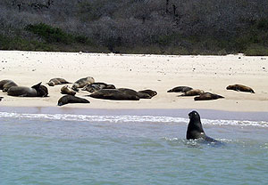 Sea lions swimming and sun bathing on Santa Fé beach.  