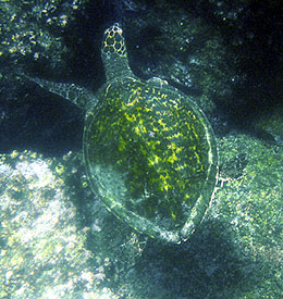A green sea turtle is spotted by Paul Johnson.  
