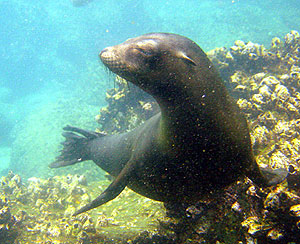 A Galápagos sea lion pays us a visit.  