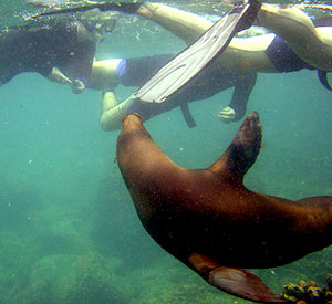Playful as ever, a sea lion nibbles on Christy Reed's fins.  