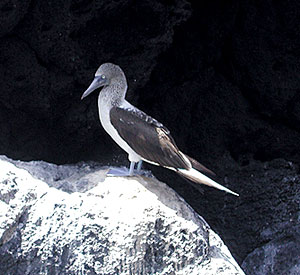 Blue-footed boobies are common on Santa Fé Island. 