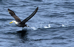 Albatross were some of the birds participating in the feeding frenzy. We also saw booby birds, frigate birds, and storm petrels. 