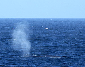Early this morning a pod of blue whales surprised us. Their spouts were everywhere around Revelle. Here, a blue whale blows before diving. The back of the whale can be seen just above the water line.