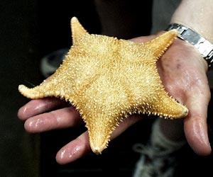 This 15 centimeter (about 7 inches) diameter starfish came up in the second dredge to day. 