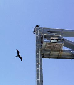  This frigate bird decided to hitch a ride on Revelle’s A-frame, while his companion flies along side. 