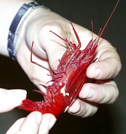 This crustacean came up in one of the dredges this morning. It’s a pelagic shrimp. The red color is very common in deep sea species, as red light does not penetrate into deep water. This makes animals of this color especially well hidden.  