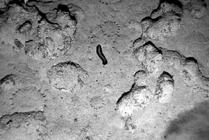  The black animal in the center of the picture is a deep sea holothurian, or sea cucumber. The circular patterns of indentations (four in this picture) are known as ‘fairy rings,’ but no one has ever seen what animal actually makes them. 