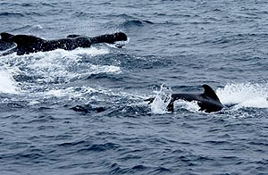  Pods of northern pilot whales visited Revelle all day. Each pod contained about 8-10 whales, some of which were calves. 