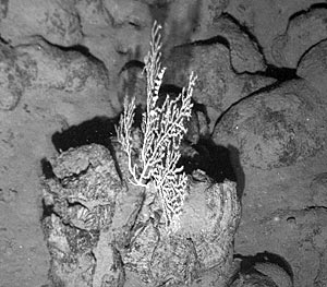 This morning we were able to view photos that the deep-sea digital camera took last night. Here is a photo of a soft coral, a sea fan, that is living on a pillow basalt at about 3100 meters depth. The scale across the image is about 1 meter. 