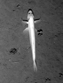  This fish was photographed swimming along the seafloor at 3200 meters depth last night. It is probably pointing in the direction of the current at the seafloor to help it catch food. We are hoping to hear back from Dr. Tim Shank at Woods Hole Oceanographic to help us identify this benthic fish. 