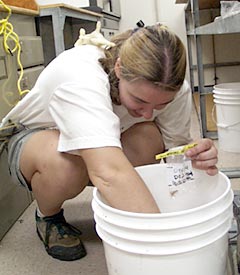  Kate Buckman picks biological specimens out of a bucket following their recovery from the dredge. Specimens are preserved and cataloged for transport back to Woods Hole Oceanographic Institution. 