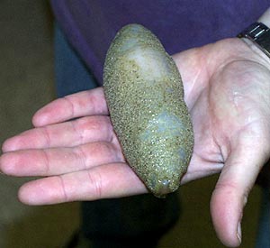  This holothurian, sea cucumber, was recovered in dredge 58 this morning. Holothurians, belong to the same family as sea stars and sea urchins, the Echinoderms, though do not have arms or spines like the others. All sea cucumbers have tentacles though, to help them sweep sand and food particles into their mouths. The mouth is facing the camera, though the tentacles are retracted so you can't see them. Holothurians are one of the most common animals in the deep sea, and one of the few animals that are found in the deepest trenchs. This particular sea cucumber is covered in sediment particles, so is possibly a burrowing species. 