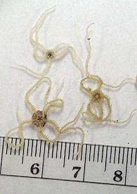 These ophuroids, brittle stars, were recovered in dredge 55 late yesterday. They were found hiding in the cracks and holes of the glassy surface of the pillow. 
