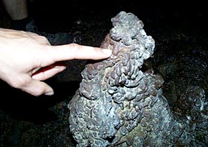 This is a stalagmite made of lava that we found in the lava tube. It forms by drops of molten lava dripping from the ceiling after the lava tube has drained. 
