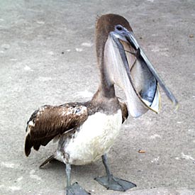  This pelican at the fish market got lucky. Here he is swallowing a fish whole.  