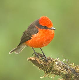  A Vermillion flycatcher sits on a tree in the National Park. This species is endemic to the Galápagos Islands.  