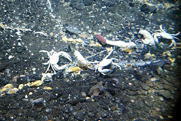  Small yellow-colored mussels and a single tubeworm align themselves along cracks in the volcanic rock where diffuse fluids are discharging. 