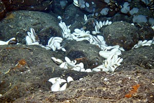  Large clams, measuring 20-23 cm, align themselves along the cracks in the volcanic rocks.