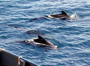  Al Duester took this shot when a pod of pilot whales came by and lazily swam alongside the ship just before Alvin was launched.