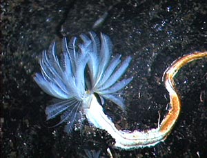  A serpulid worm shows its “feather duster” at the new vent site found yesterday. 