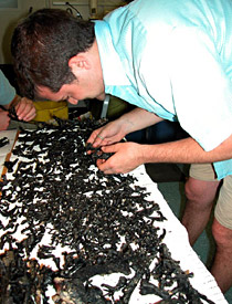 We got over 1,000 separate Desmophyllum cristagalli samples today, bringing the total to 2,000. Here scientist Matt Jackson helps with the long and complicated task of sorting them. After they're sorted, their black volcanic manganese crust must be scraped off. Each piece of coral gets a separate box that is labeled according to dive, seamount and depth. The bulk of the analysis will go on back in the laboratory in California.  