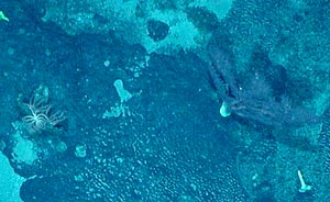 A close-up photograph from the towed camera, showing several specimens on the seafloor. At left are several Brisingid sea stars; on the right is a Gorgonian fan coral.  