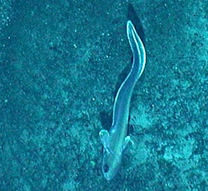 A close-up photograph from the towed camera, showing a fish known as a rat tail. 