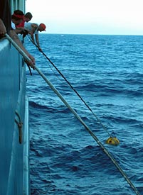“Pulling up roots.” Ordinary seaman Kevin Threadgold grabs the gold: a transponder that had been helping us navigate around Muir Seamount. When it’s time to leave an area, we remotely trigger the transponders to drop their weights and float to the surface. 