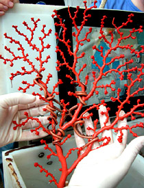 Isn't this beautiful? It's Paragorgia, a living coral, with basket stars intertwined. Once on board, samples are rushed into cold seawater holding buckets and the specimens are separated from each other. Keeping live samples alive as long as possible - up to a week or even more on occasion -- is the goal. 
