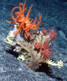 Several living corals as seen outside Joe's window, on Manning Seamount. The whitish one attached to the pavement is Enallopsamia, a hard coral. The small red ones are the soft coral Anthomastis, also known as mushroom coral. The orange coral with upraised arms is a brisingid. 