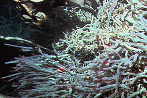 Mounds of tubeworms thrive in an area called Clam Bed in the Main Endeavour vent field. Tubeworms can grow up to seven feet (two meters) long and four inches (10 centimeters) in diameter. Tubeworms never leave their tubes, which are made of chitin, the same hard material that forms the shells of crustaceans.
