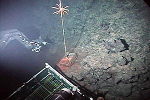 During the clean up of the area north of Mothra, divers in Alvin recovered old transponders. Visible is a line that streams up from the base of the transponder. 