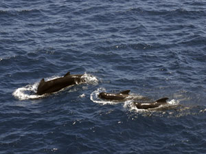 A pod of 6 to 8 pilot whales swam near our ship for about 20 minutes. Pilot whales live in groups in all but polar waters, and feed mainly on squid.