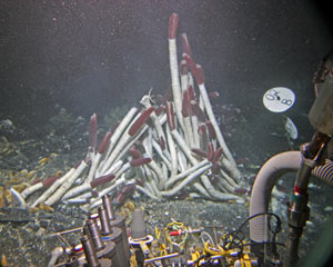 Pictures taken from cameras on Alvin show that tubeworms thriving at Rosebud are as long as broom handles.