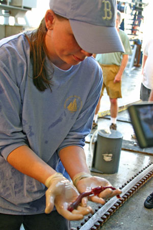 Biologist Rhian Waller examines a tubeworm collected from Rosebud during today�s Alvin dive. 