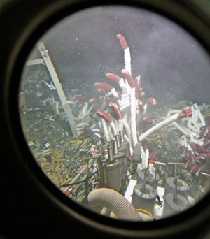 Tubeworms come into view through Alvin�s viewport during today�s dive to Rosebud. (Photo by Dan Fornari)