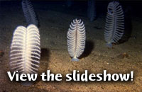 deep sea slideshow