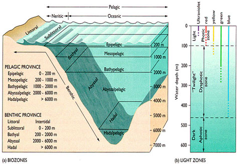 Diagram on left shows how the ocean is divided into different depth categories. Diagram on the right shows how deep the different colors of light penetrate into the ocean. You can see that red light doesn’t reach down very far, this is why many deep-sea animals are red, so they are camouflaged.