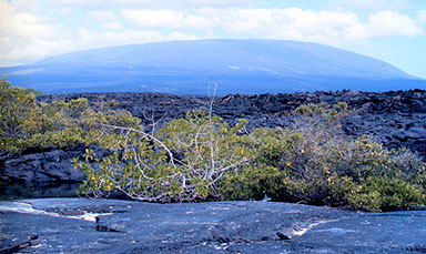 View of Fernandina volcano's profile to the northwest from the coast. 