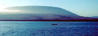 A view to the south of Wolf volcano on Isabela Island showing its characteristic “tortoise shell” shape. 